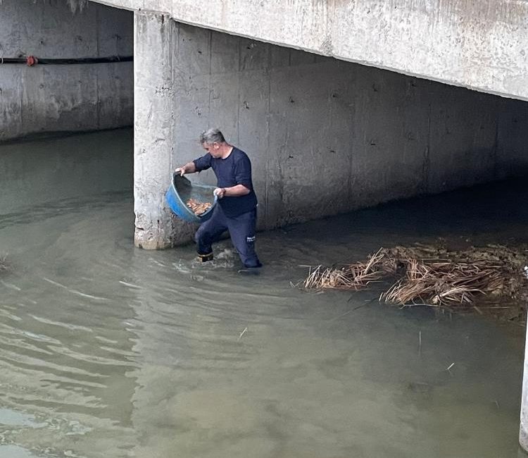 Köprü altında mahsur kalan kediyi itfaiye kurtardı Ayvalık’ta köprü altında mahsur kalan kedi, itfaiye ekipleri tarafından kurtarıldı.