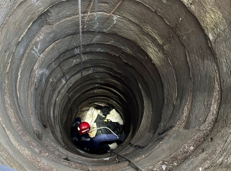 Gömeç’de bir büyükbaş hayvan, düştüğü kuyudan itfaiye ekipleri tarafından vinçle