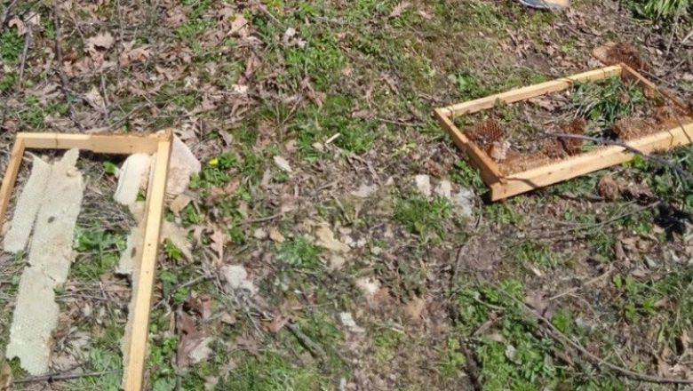 Gönen’de ayılar arı kovanlarına zarar verdi. Alacaoluk köyünde arıcılıkla uğraşan