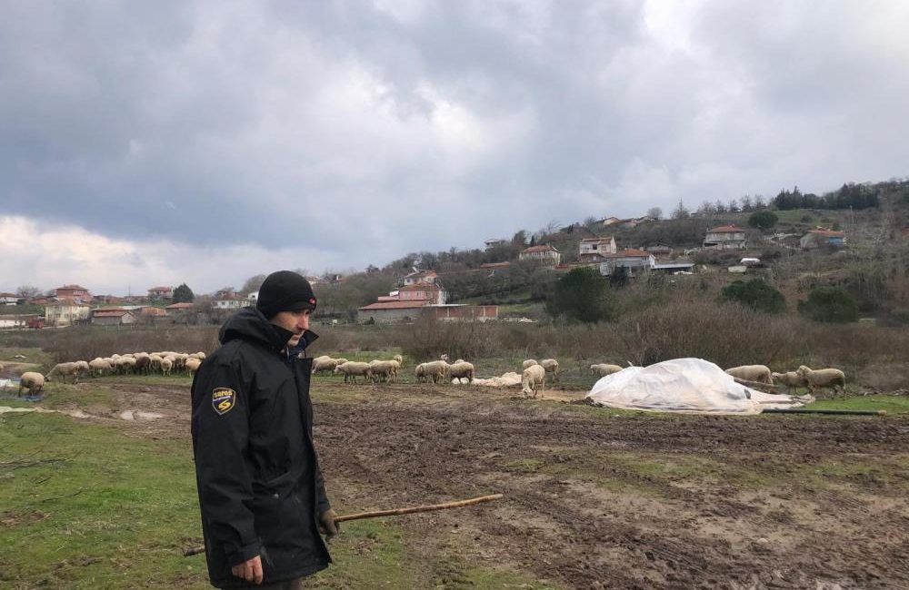 Kepsut’da küçükbaş hayvancılık yüz güldürüyor Balıkesir Kepsut Şeremetler Mahallesi’nde küçükbaş hayvancılık yüzleri güldürüyor. Küçükbaş hayvanların