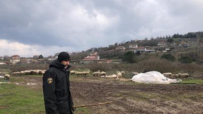 Balıkesir Kepsut Şeremetler Mahallesi’nde küçükbaş hayvancılık yüzleri güldürüyor. Küçükbaş hayvanların