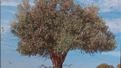 Gün geçmiyor ki piyasaya sürülen taklit ve tohum yağları karıştıran