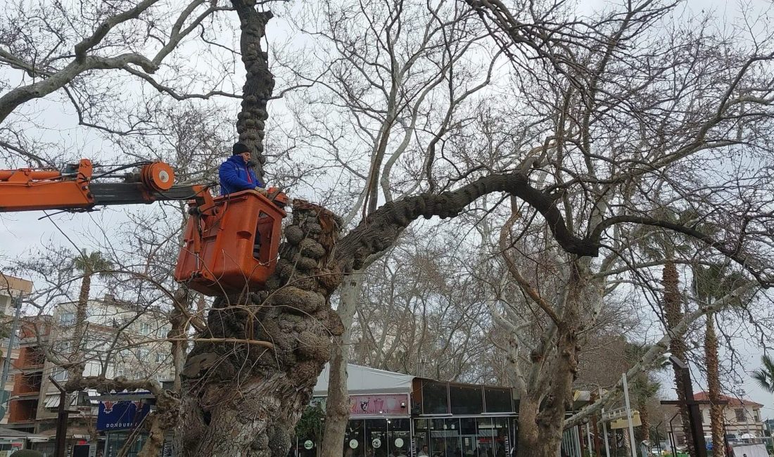 Erdek’te ağaç bakım ve temizlik çalışmaları sürdürülüyor Erdek’te ağaç bakım, budama ve ot temizliği çalışmaları ilçe genelinde