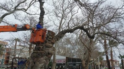 Erdek’te ağaç bakım, budama ve ot temizliği çalışmaları ilçe genelinde
