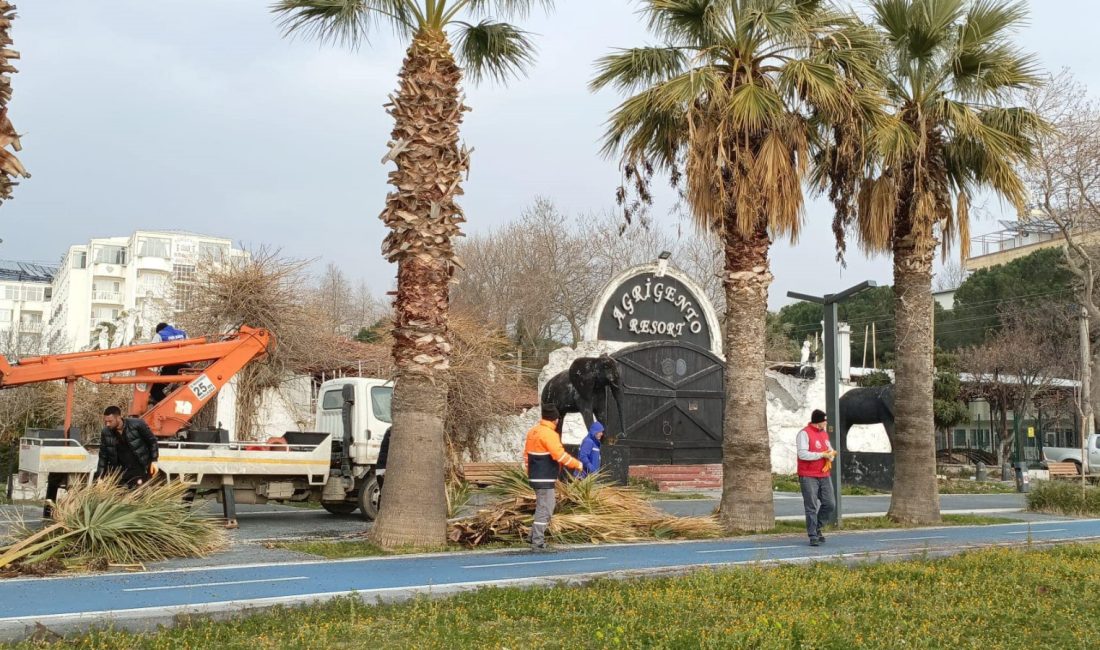 Erdek sahil bandında palmiye ağaçları budandı Erdek’te palmiye ağaçlarının sağlıklı görünüme kavuşması için budama faaliyetleri gerçekleştirildi.