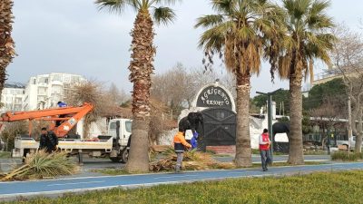 Erdek’te palmiye ağaçlarının sağlıklı görünüme kavuşması için budama faaliyetleri gerçekleştirildi.