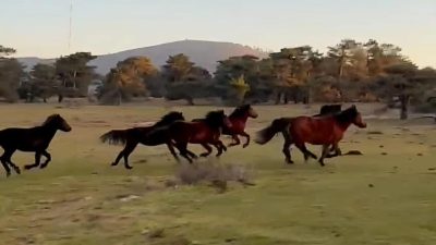 Doğada özgürlüğün simgesi olan yılkı atları, uzun yıllardır varlıklarını sürdürdükleri 