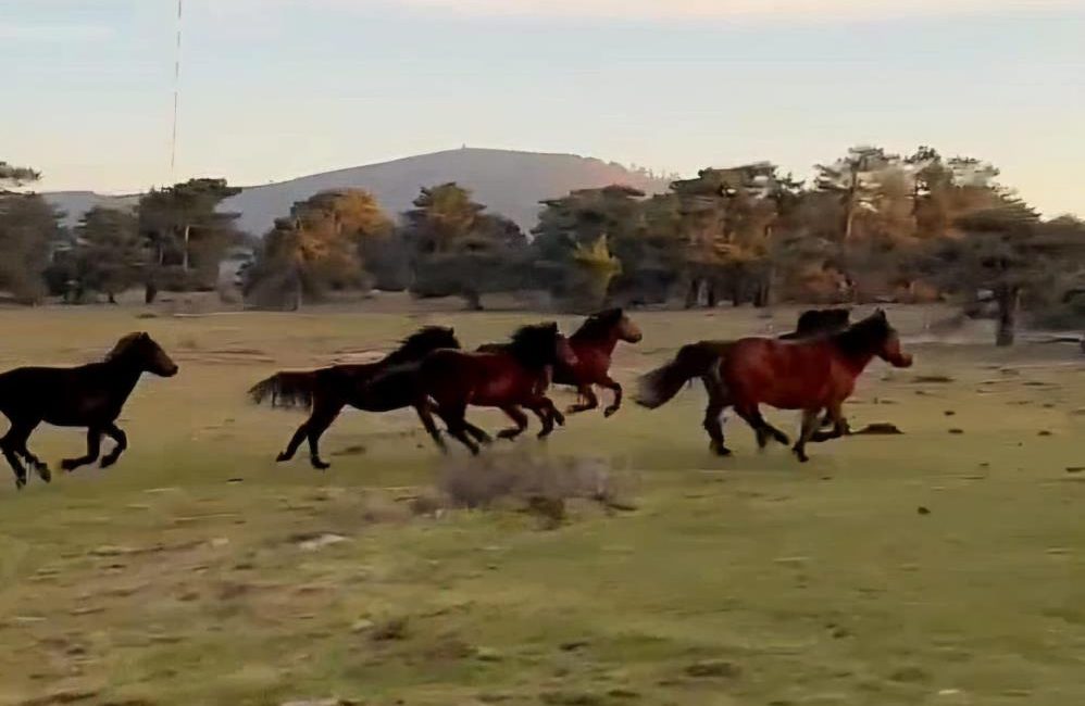 Yılkı atları doğada özgürce koşuyor Doğada özgürlüğün simgesi olan yılkı atları, uzun yıllardır varlıklarını sürdürdükleri