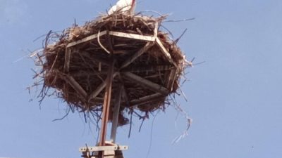 Baharın habercisi olarak bilinen leylekler, bu yıl da Kepsut’a gelerek
