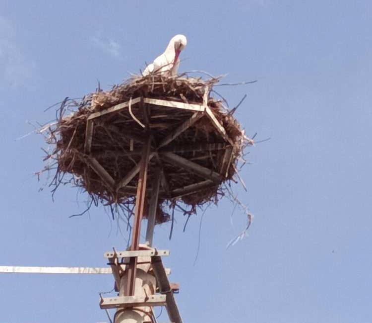 Baharın habercisi olarak bilinen leylekler, bu yıl da Kepsut’a gelerek