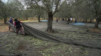 Türkiye genelinde etkili olan soğuk hava dalgası, zeytin üreticileri için