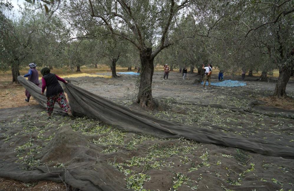 Türkiye genelinde etkili olan soğuk hava dalgası, zeytin üreticileri için