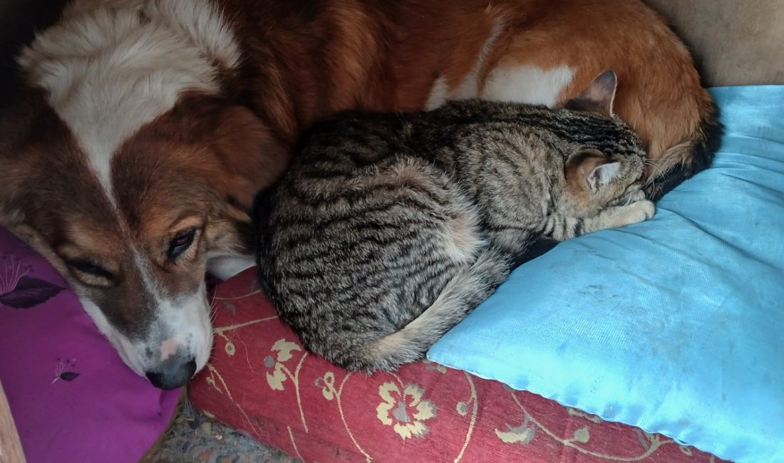 Bir kedi-köpek kulübesini birlikte kullanan bir köpek ile bir kedi
