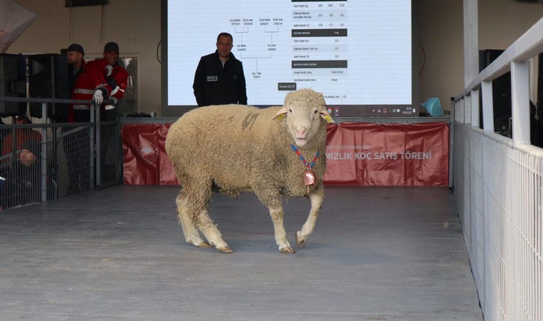 Bandırma Merinos’ta 246 bin liralık koç satışı damga vurdu Bandırma Koyunculuk Araştırma Enstitüsü Müdürlüğü tarafından düzenlenen 82. Geleneksel Damızlık