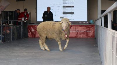 Bandırma Koyunculuk Araştırma Enstitüsü Müdürlüğü tarafından düzenlenen 82. Geleneksel Damızlık
