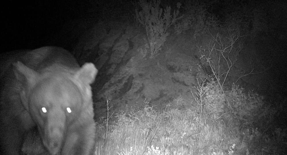 Erdek’te ‘haydut’ ayı fotokapana yakalandı Erdek’te zeytin işçisine saldıran ve ardından bal kovanlarını parçalayan ayı,