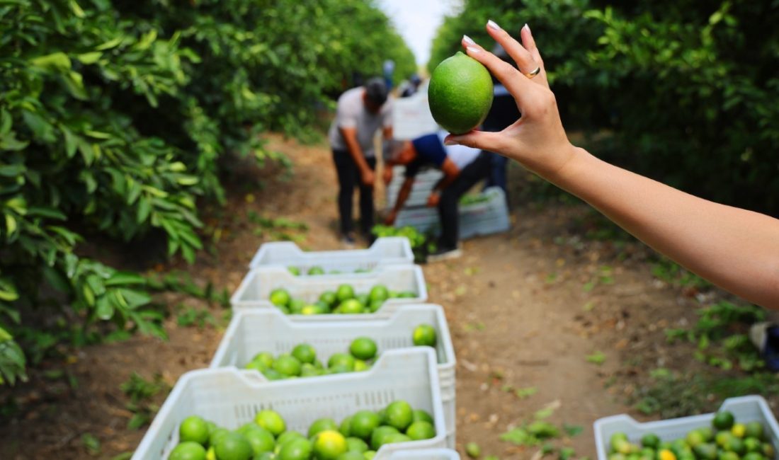 Limonda stokçuların oyunu ortaya çıktı Ticaret Bakanlığı’nın limon ihracatını durdurma kararı sonrası Adana Yüreğir Ziraat