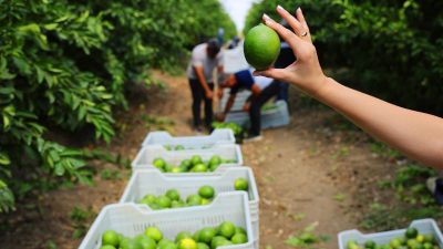 Ticaret Bakanlığı’nın limon ihracatını durdurma kararı sonrası Adana Yüreğir Ziraat