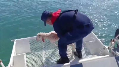 Ayvalık  açıklarında denizde sürüklenirken tespit edilen kuzu, Sahil Güvenlik ekiplerince