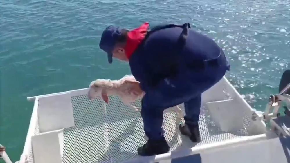 Denizde sürüklenen kuzuyu Sahil Güvenlik kurtardı Ayvalık açıklarında denizde sürüklenirken tespit edilen kuzu, Sahil Güvenlik ekiplerince