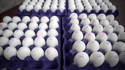 Son aylarda yükselişi durmayan yumurta fiyatları, ABD’ye ihraç edilen yumurtalarda