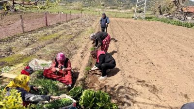 Erdek Ballıpınar Mahallesi’nde, coğrafi işaretli Kapıdağ Mor Soğanı’nın dikim sezonu