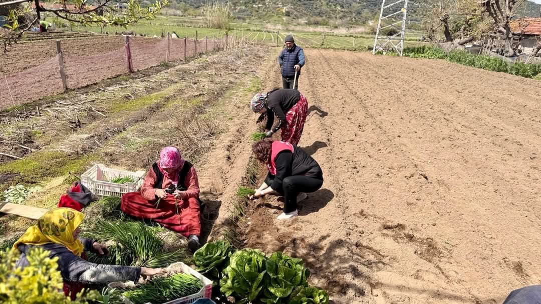 Kapıdağ “Mor Soğanı” ekim sezonu başladı Erdek Ballıpınar Mahallesi’nde, coğrafi işaretli Kapıdağ Mor Soğanı’nın dikim sezonu