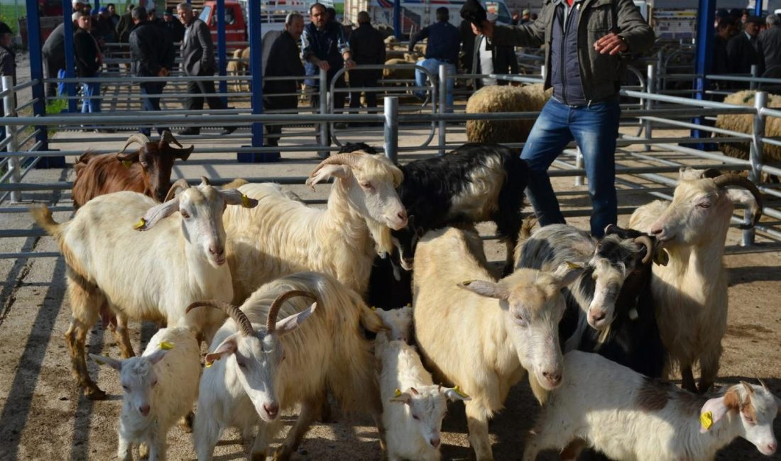 Gönen’de şap alarmı Gönen’e bağlı Ulukır Mahallesi’nde şap hastalığı tespit edilmesi üzerine 15