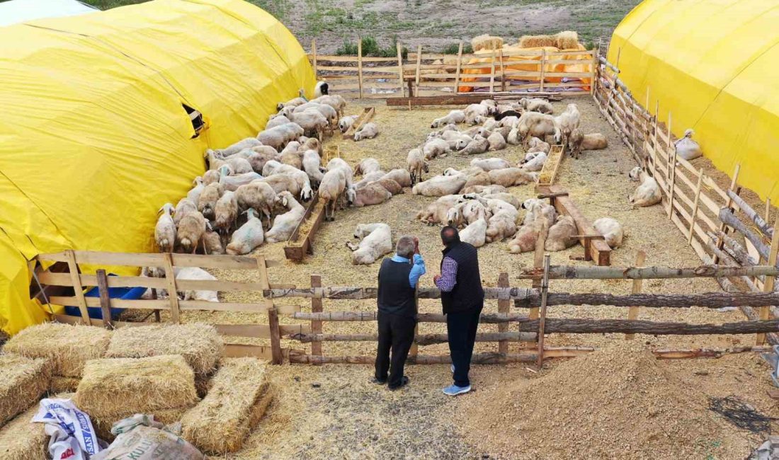 Kurban satış yerleri noter huzurunda kura ile belirlendi Türkiye’nin dört bir yanından kurban satışı yapmak için Keçiören’e gelen