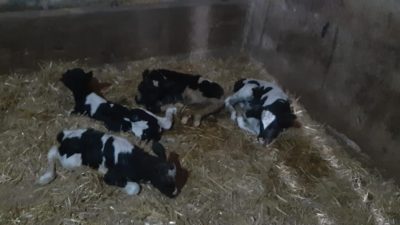  Ilıcaboğazı kırsal mahallesinde inek, aynı anda 5 buzağı dünyaya getirdi.