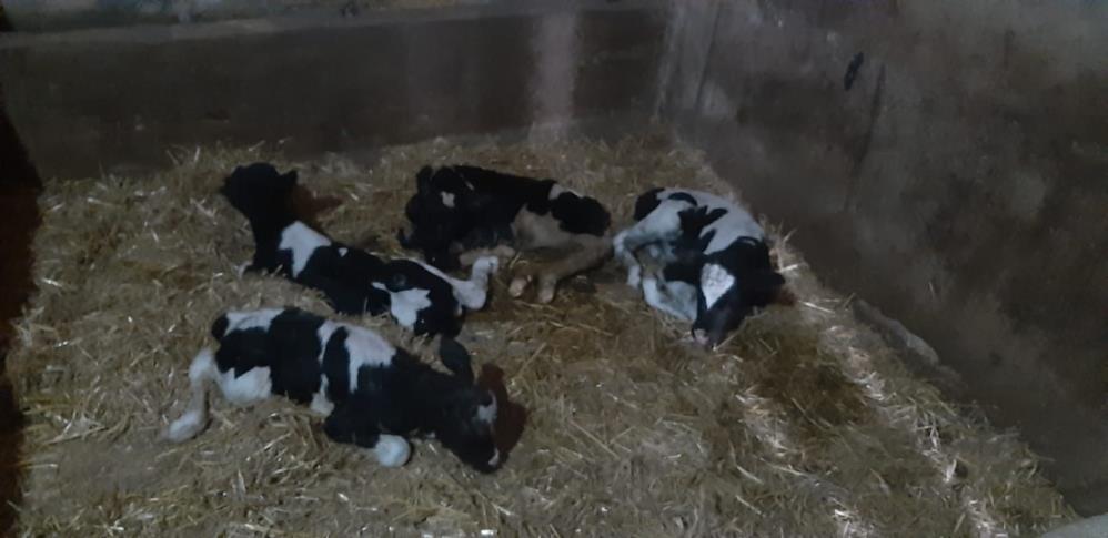 Balıkesir’de nadir görülen olay: İnek 5 buzağı doğurdu Ilıcaboğazı kırsal mahallesinde inek, aynı anda 5 buzağı dünyaya getirdi.
