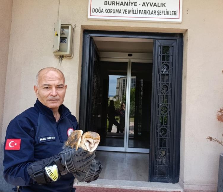 Burhaniye’de yaralı baykuş, milli parklar şefliğine teslim edildi Burhaniye’de balkon pervazına çarparak yaralanan bir baykuş, itfaiye ekiplerinin müdahalesiyle