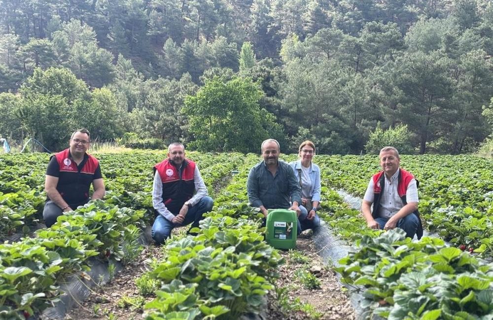 Kaymakam Özderin, çilek hasadına katıldı Çakırdere Mahallesi’nde 2025 sezonunun ilk çilek hasadı başladı. Hasadın yapıldığı