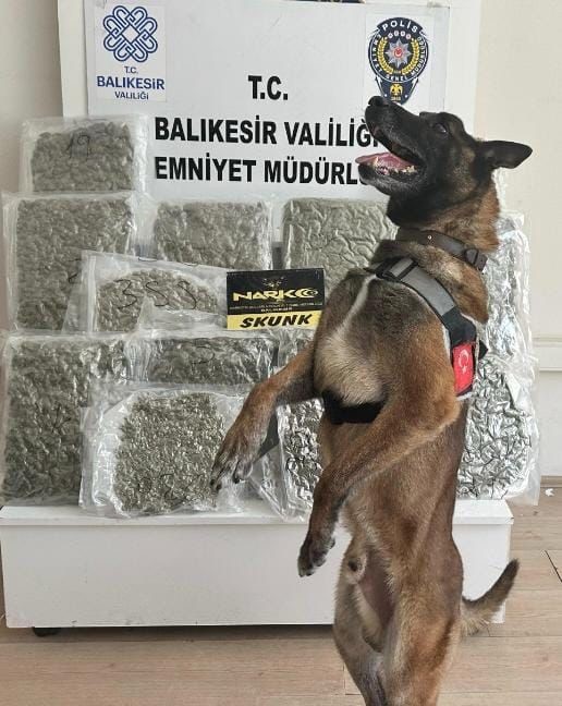 Narkotik köpeği ‘Yaşa’ sayesinde 10 kilo esrar yakalandı Balıkesir’de narkotik ekipleri tarafından yapılan operasyonda bir yolcu otobüsünde taşınan