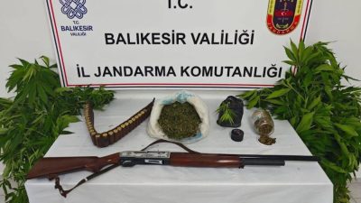Erdek’te jandarma ekiplerince düzenlenen uyuşturucu operasyonunda 93 kök kenevir bitkisi