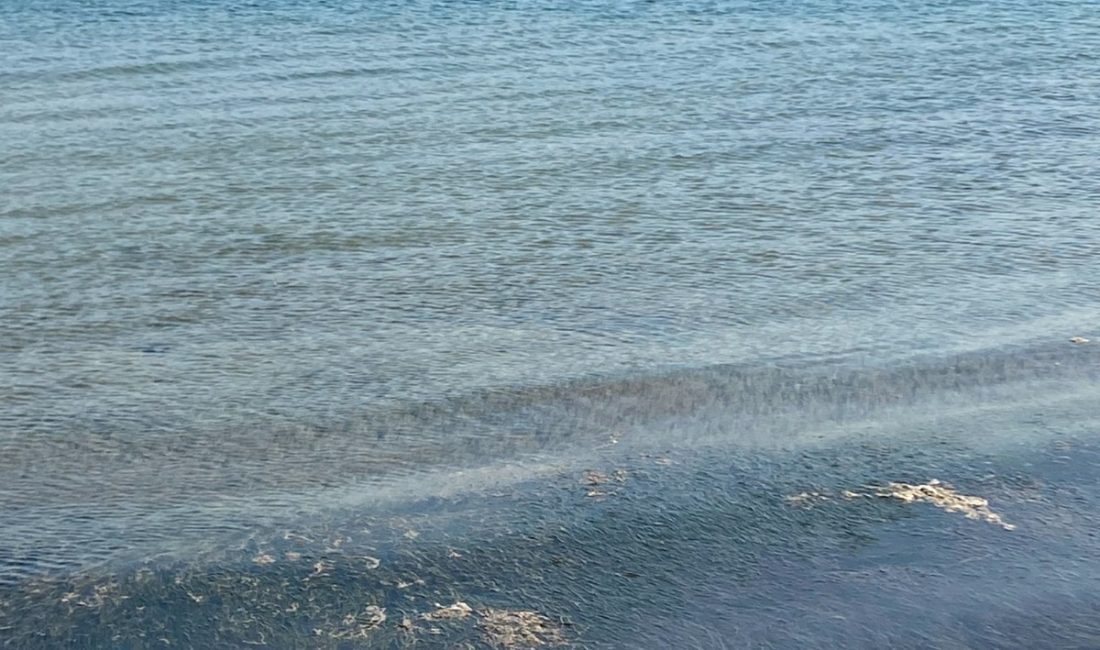 Bandırma’da müsilaj geri döndü Marmara Denizi’nde tehlike işaretleri veren müsilaj, Bandırma’da yeniden ortaya çıktı.