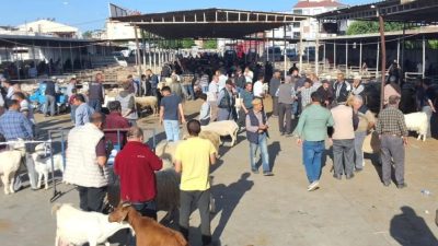 Havran’da, yaklaşan Kurban Bayramı öncesi canlı hayvan pazarında denetim ve
