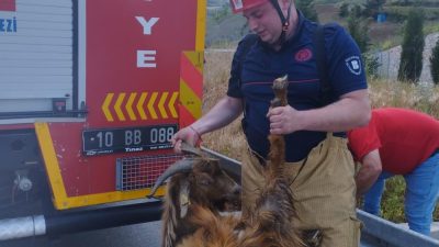 Susurluk’ta, su kanalına düşerek mahsur kalan bir keçi, itfaiye ekipleri