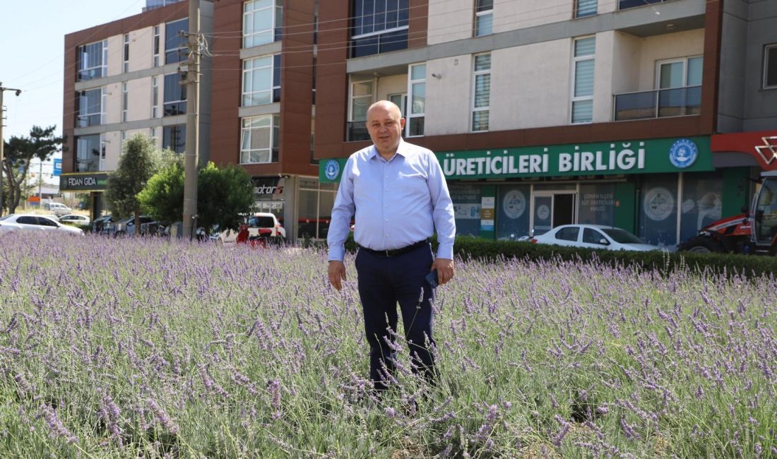 Gönen Belediyesi, refüj ve kavşakları lavanta çiçekleriyle donatarak ilçeye hem