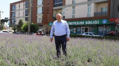 Gönen Belediyesi, refüj ve kavşakları lavanta çiçekleriyle donatarak ilçeye hem