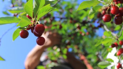 Her yıl Şanlıurfa ve Diyarbakır gibi kentlerden ailece yola çıkan ve