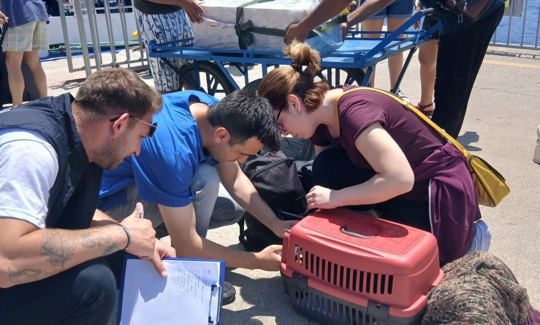 Marmara Adalara çipsiz hayvan girişi yasaklandı Marmara Adalar Belediyesi, kimliksiz ve çipsiz hayvanların ilçe sınırlarına girişini