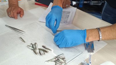 Bandırma Koyunculuk Araştırma Enstitüsü’nde Levrek balıklarında yaygın görülen hastalıklara karşı
