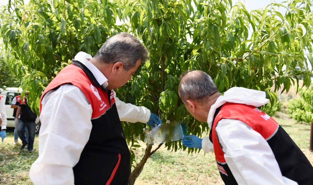 Susurluk’ta kahverengi kokarcaya karşı biyolojik mücadele Balıkesir İl Tarım ve Orman Müdürlüğü, tarım ürünlerine zarar veren