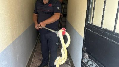Karşıyaka Mahallesi 4008 Sokak’ta bulunan bir apartman dairesine yılan girmesi