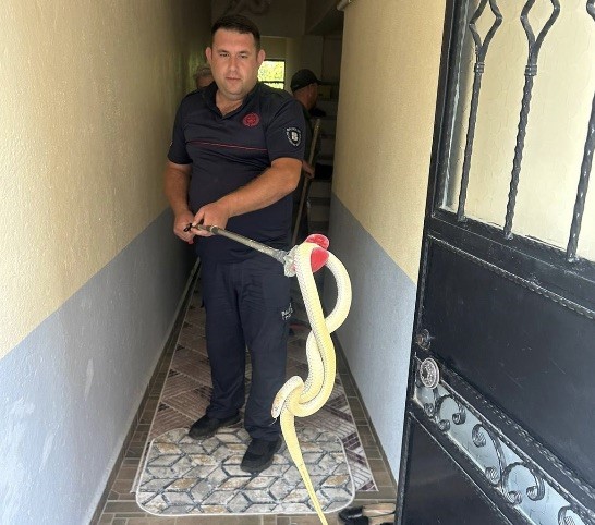 Gönen’de eve giren yılan paniğe neden oldu Karşıyaka Mahallesi 4008 Sokak’ta bulunan bir apartman dairesine yılan girmesi