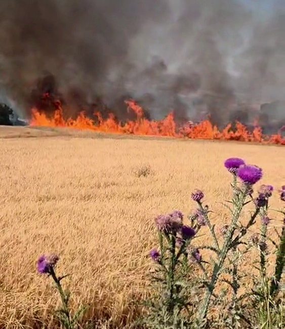 Susurluk-Bandırma kara yolunda tarla yangını Susurluk ile Bandırma ilçeleri arasındaki kara yolunda yol kenarında bulunan