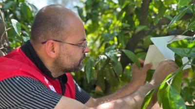 Akdeniz meyve sineği (Ceratitis capitata) popülasyonuna karşı yürütülen takip çalışmaları