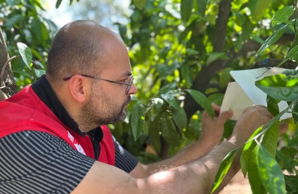 Akdeniz meyve sineği (Ceratitis capitata) popülasyonuna karşı yürütülen takip çalışmaları