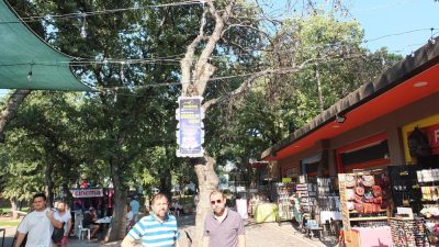 Burhaniye’de turistik Ören mahallesinde kuruyan ağaçlar tehlike saçıyor. Ören takı